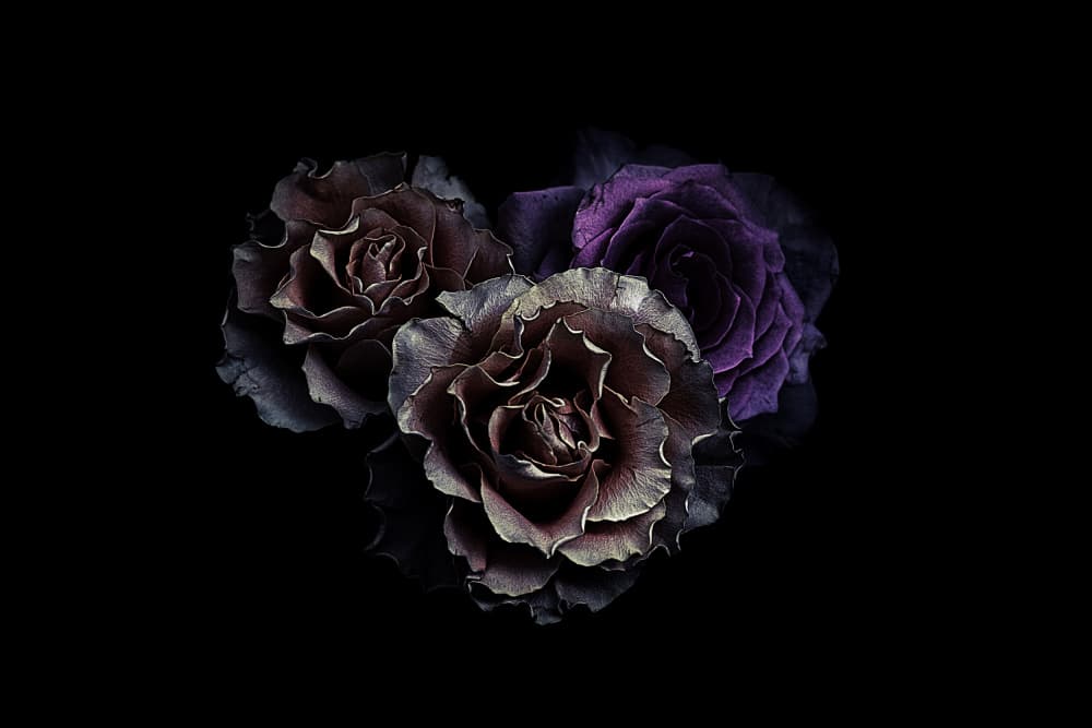 Mysterious Dark Roses by Angel Julie — canvas wall art