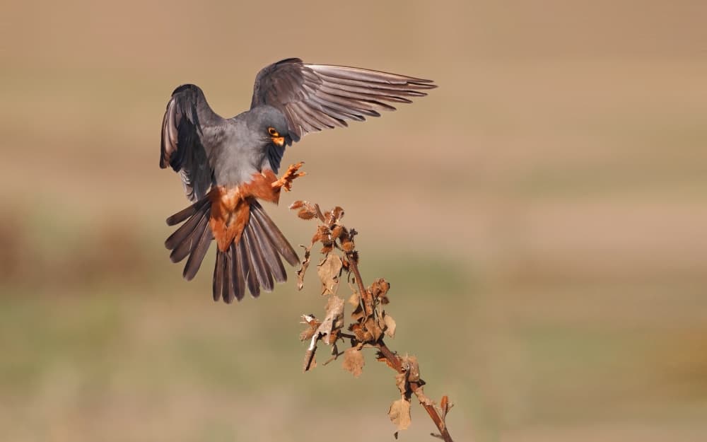Red-footed Falcon Landing by Assaf Gavra — canvas wall art