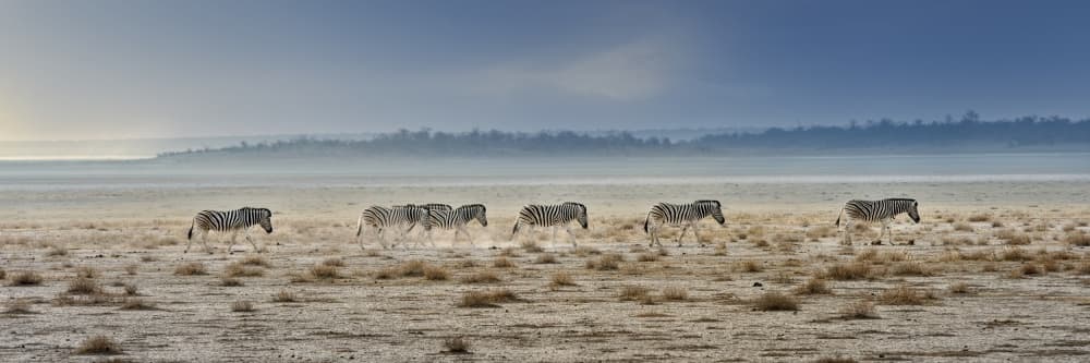Zebras Across The Plain by Piet Flour — canvas wall art