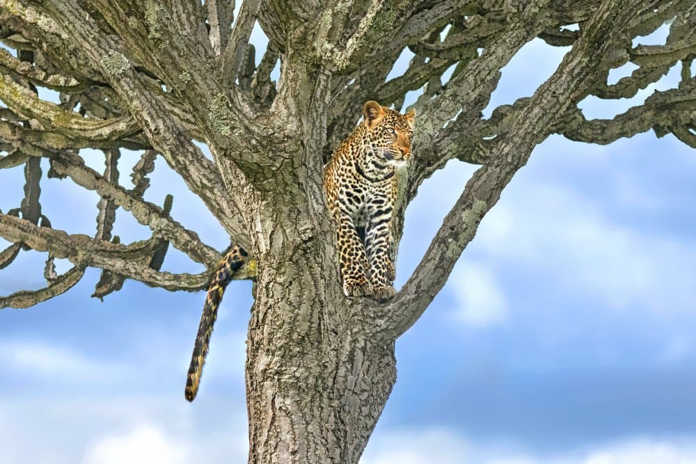 Watchful Leopard In Tree by Xavier Ortega — canvas wall art