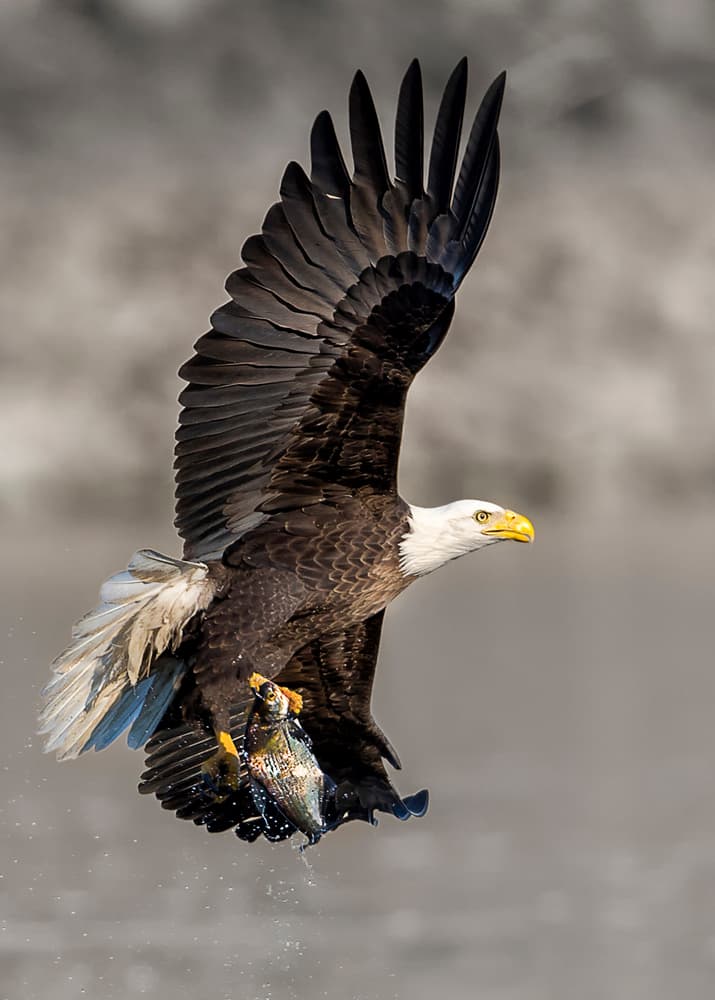 Majestic Eagle Fishing by Rob Li — canvas wall art