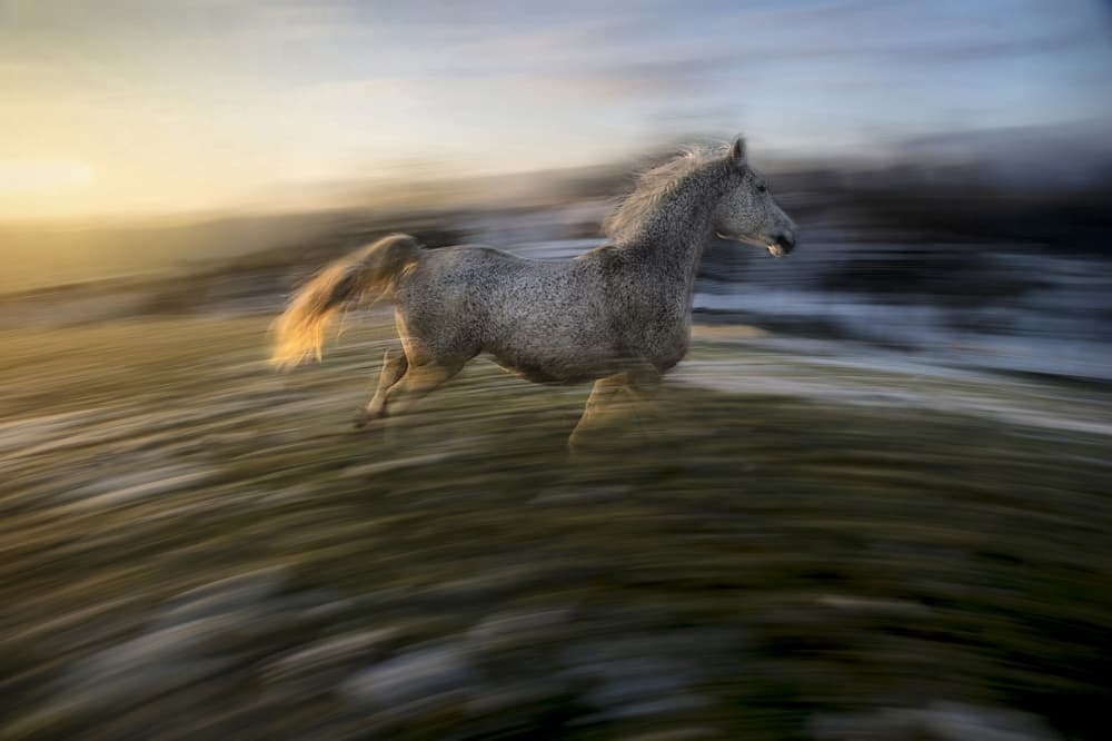 Galloping Grey Horse by Milan Malovrh — canvas wall art