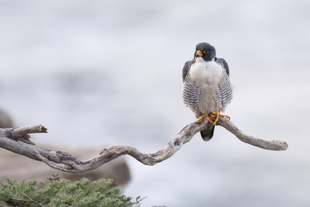 Majestic Falcon on Branch by Bill Lu — canvas wall art