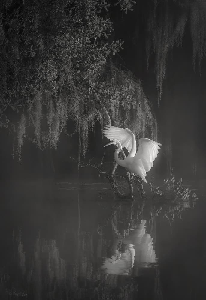 Egret's Elegant Reflection by ANNA AN — canvas wall art