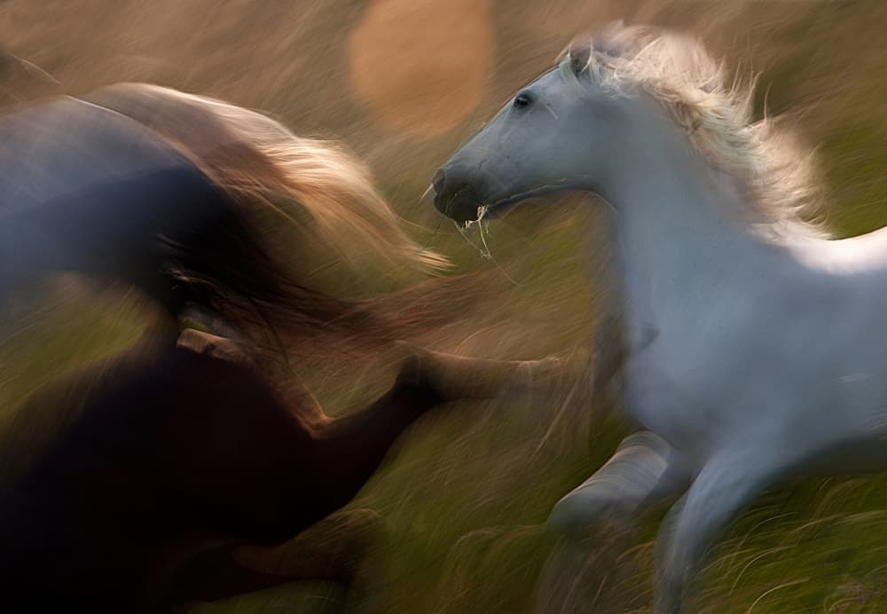 Galloping Horses Golden Light by Milan Malovrh — canvas wall art