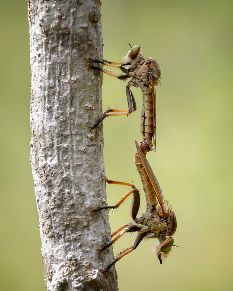 Robber Flies Mating by Fauzan Maududdin — canvas wall art