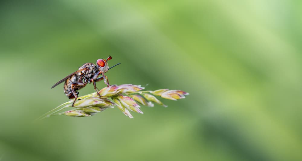 Red-Eyed Fly Macro by Atul Saluja — canvas wall art