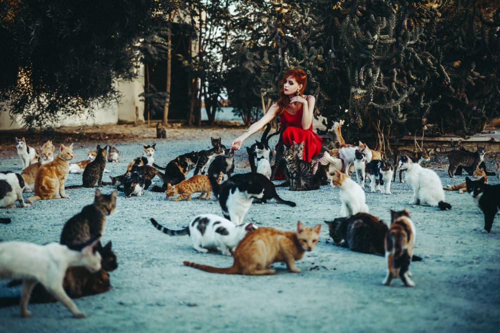 Elegant Woman Many Cats by Ruslan Bolgov — canvas wall art