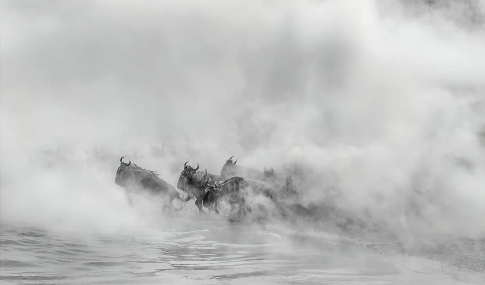 Wildebeest Running Fog by Jennifer Lu — canvas wall art