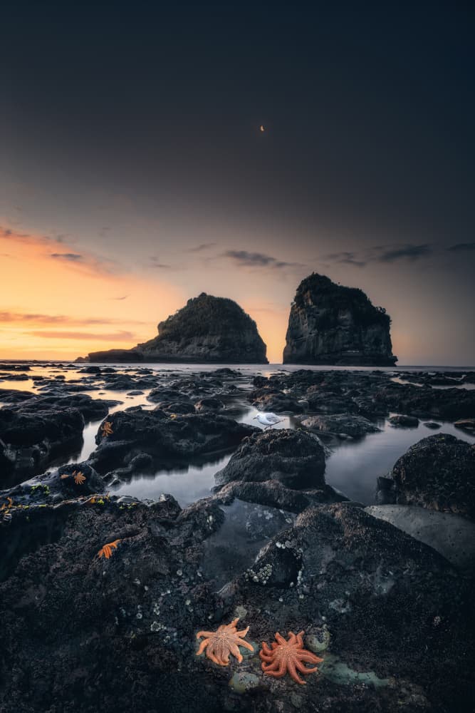 Orange Starfish Coastal Twilight by YANGYING — canvas wall art