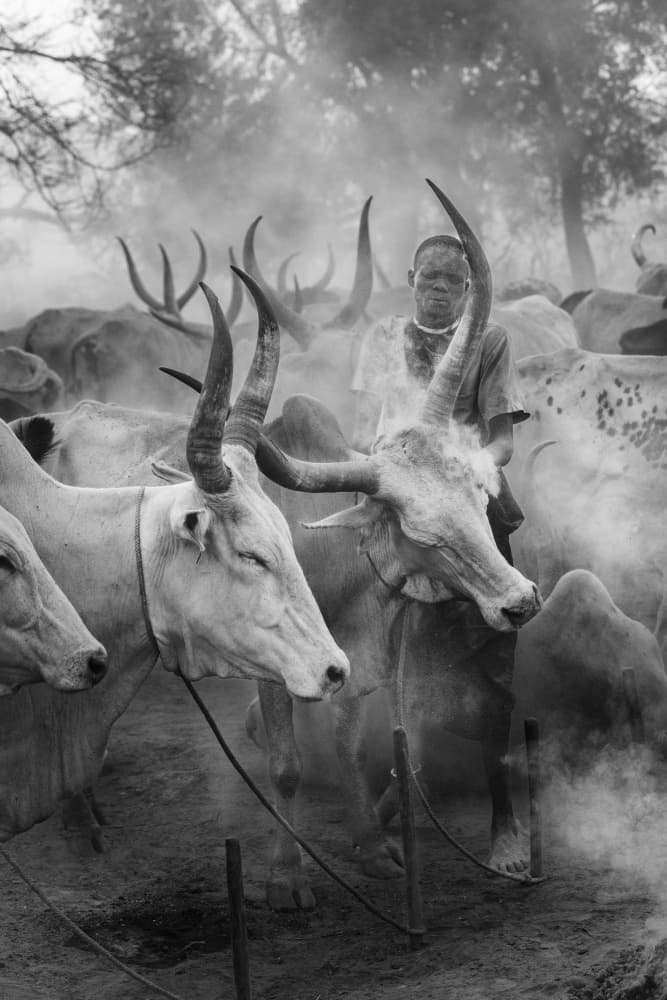 Herder and Horned Cattle by Trevor Cole — canvas wall art