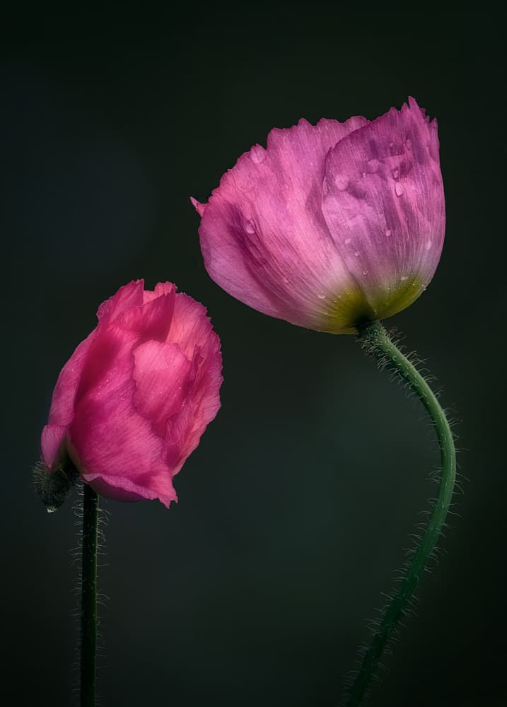 Pink Poppies by Ben.C.L — canvas wall art