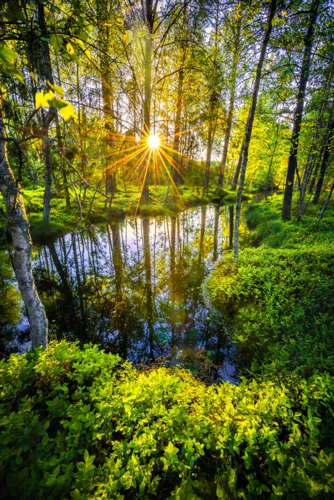 Sunburst Over Forest Stream by Christian Lindsten — canvas wall art
