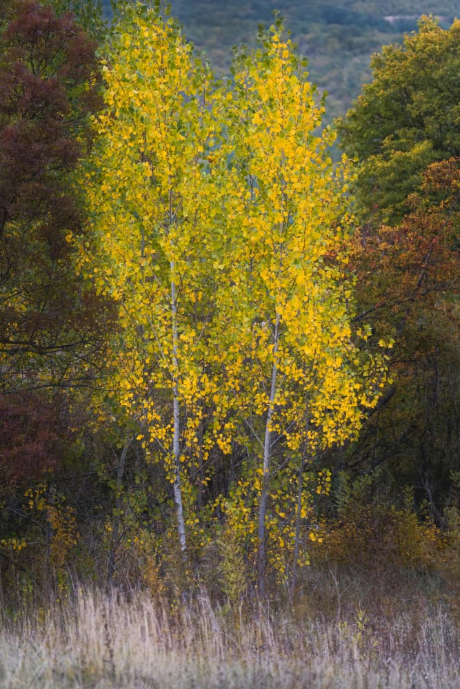 Golden Autumn Trees by Josip Milićević — canvas wall art