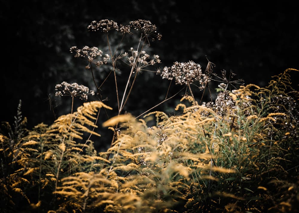 Dark Golden Wildflowers by Justyna Jaszke — canvas wall art