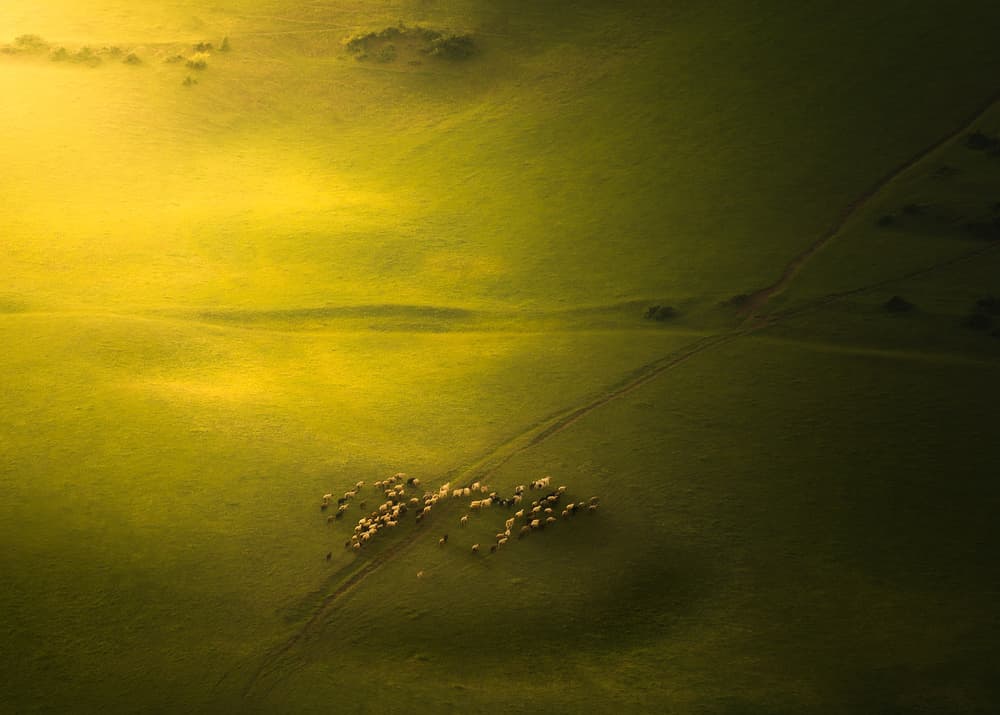 Golden Light Sheep Pasture by Majid Behzad — canvas wall art
