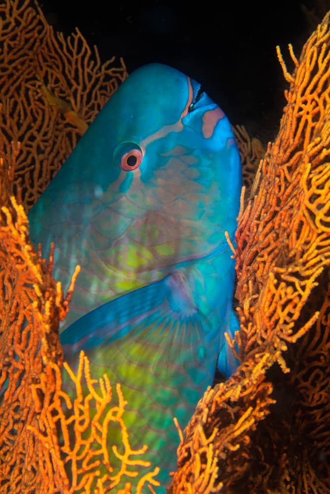 Vibrant Fish In Coral by Barathieu Gabriel — canvas wall art