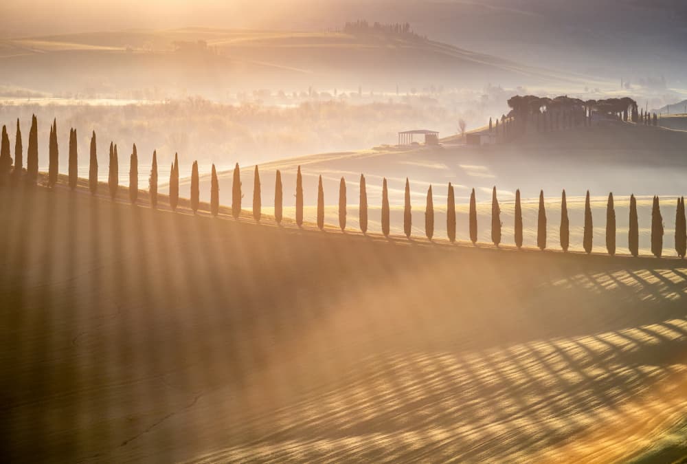Tuscan Cypress Sunbeams by Adrian Popan — canvas wall art