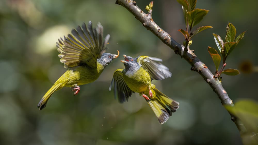 Birds Feeding In Flight by tianhuayu — canvas wall art