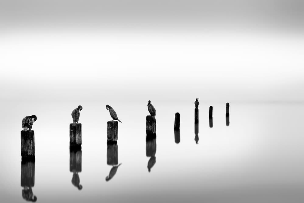 Tranquil Bird Reflections by George Digalakis — canvas wall art