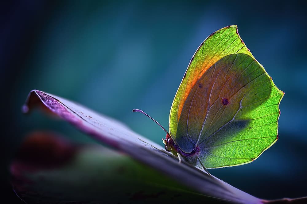 Glowing Green Butterfly by Jimmy Hoffman — canvas wall art