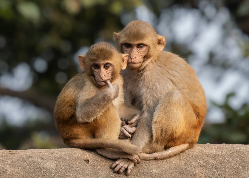 Curious Baby Monkeys by Rajat Dhesi — canvas wall art