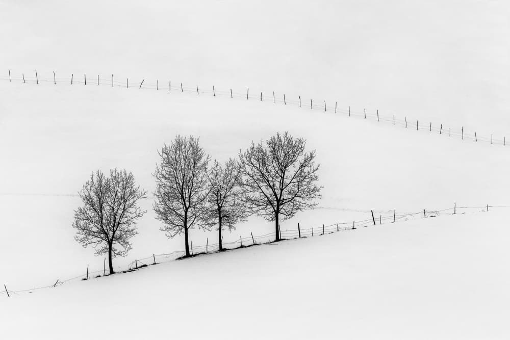 Winter Trees and Snow by Sebastian Prioteasa — canvas wall art