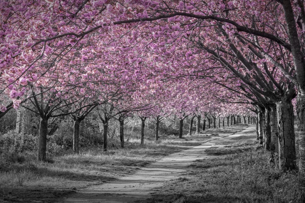 Cherry Blossom Tree Tunnel by Melanie Viola — canvas wall art