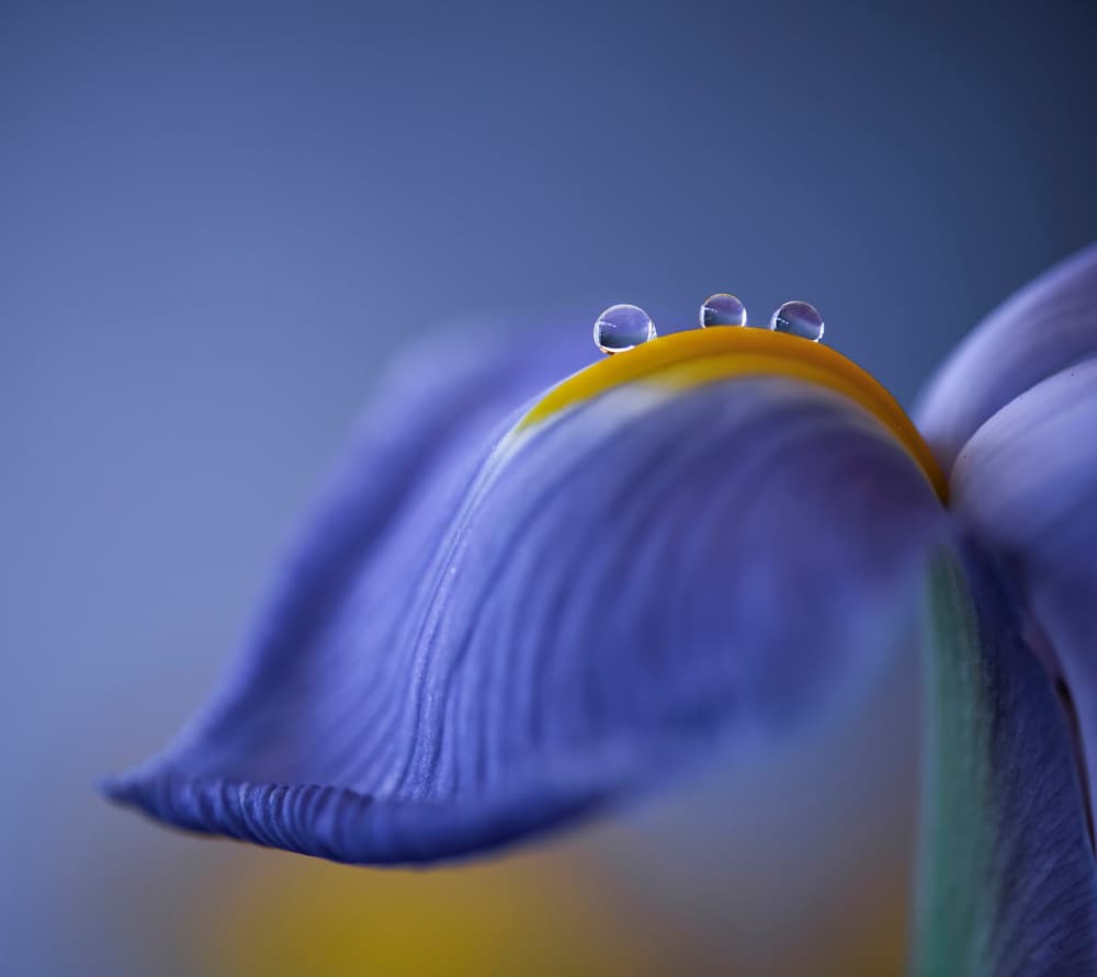 Purple Iris Water Drops by Judy Tseng — canvas wall art