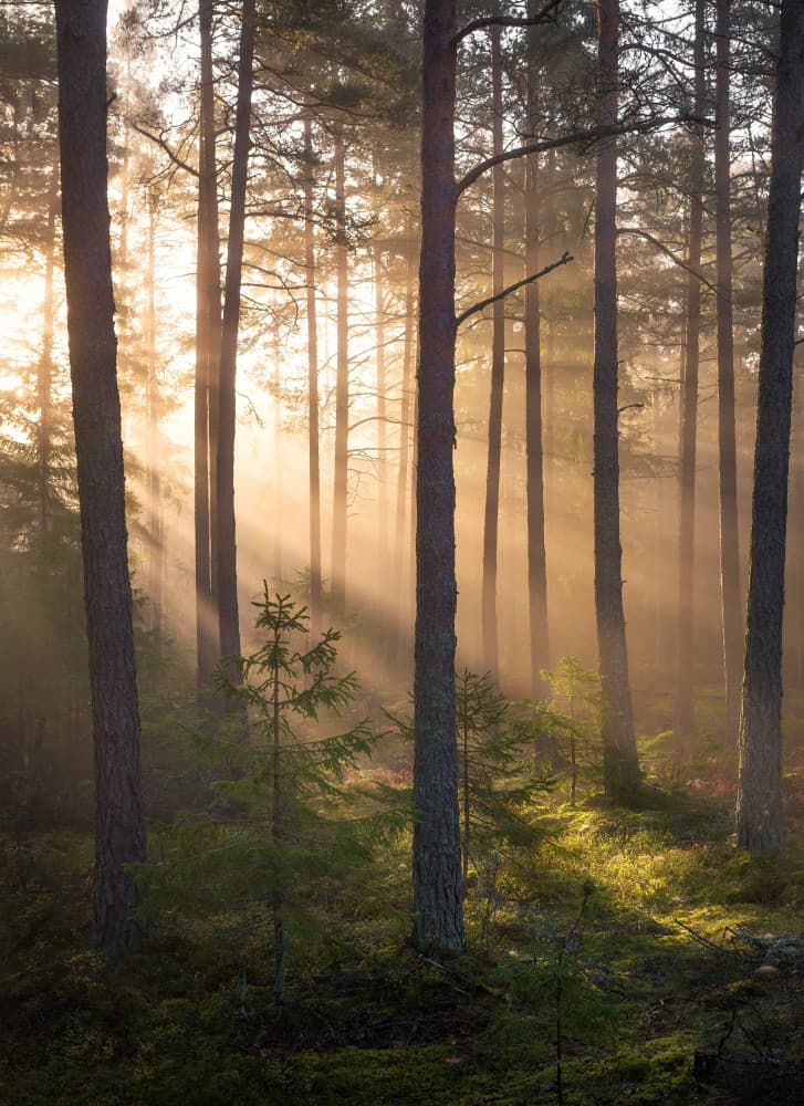 Misty Forest Sunlight by Christian Lindsten — canvas wall art