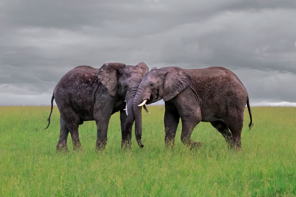 African Elephant Embrace by Jun Zuo — canvas wall art