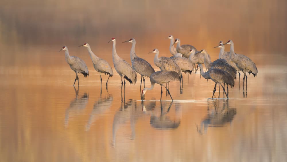 Sandhill Cranes Golden Hour by Qing Zhao — canvas wall art