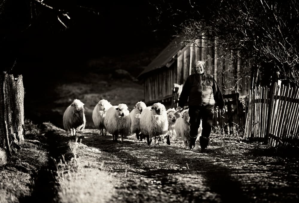 Smiling Shepherdess and Sheep by Julien Oncete — canvas wall art