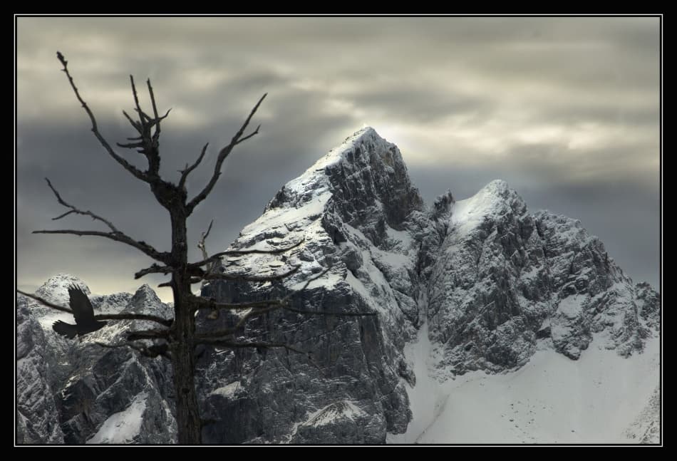 Winter Mountain Raven by Milan Malovrh — canvas wall art
