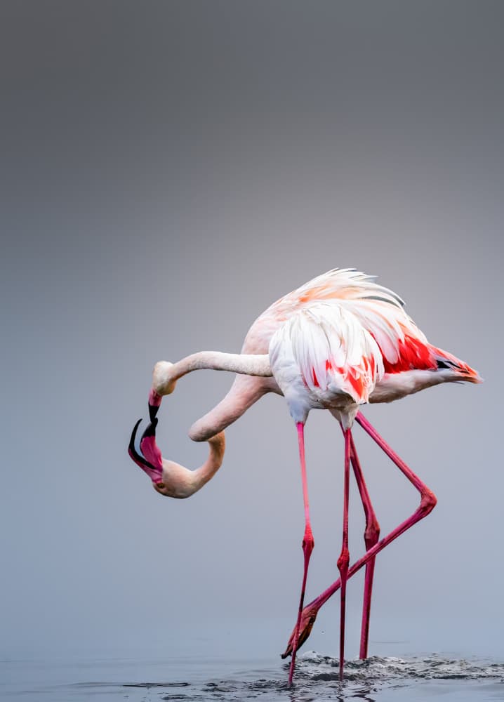 Elegant Flamingo Pair by Songhu Yan — canvas wall art