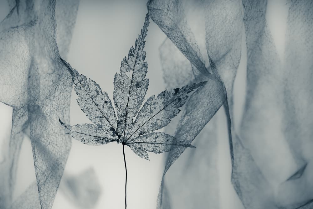 Ethereal Skeleton Leaf by Shihya Kowatari — canvas wall art