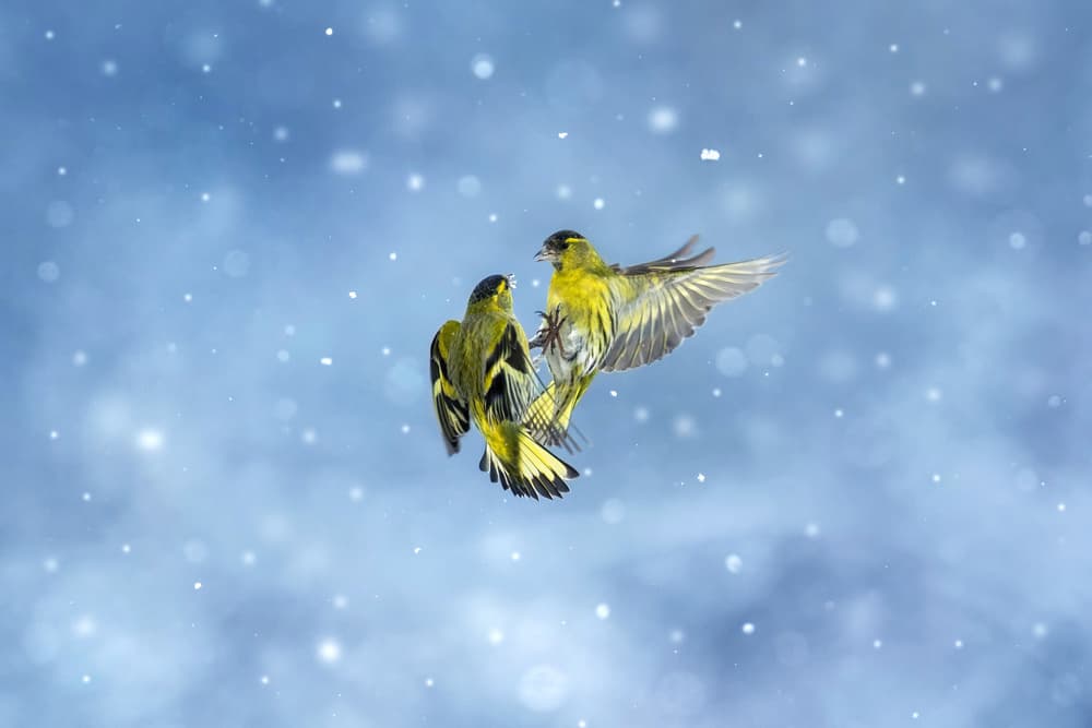 Flying Winter Siskins by Marco Redaelli — canvas wall art