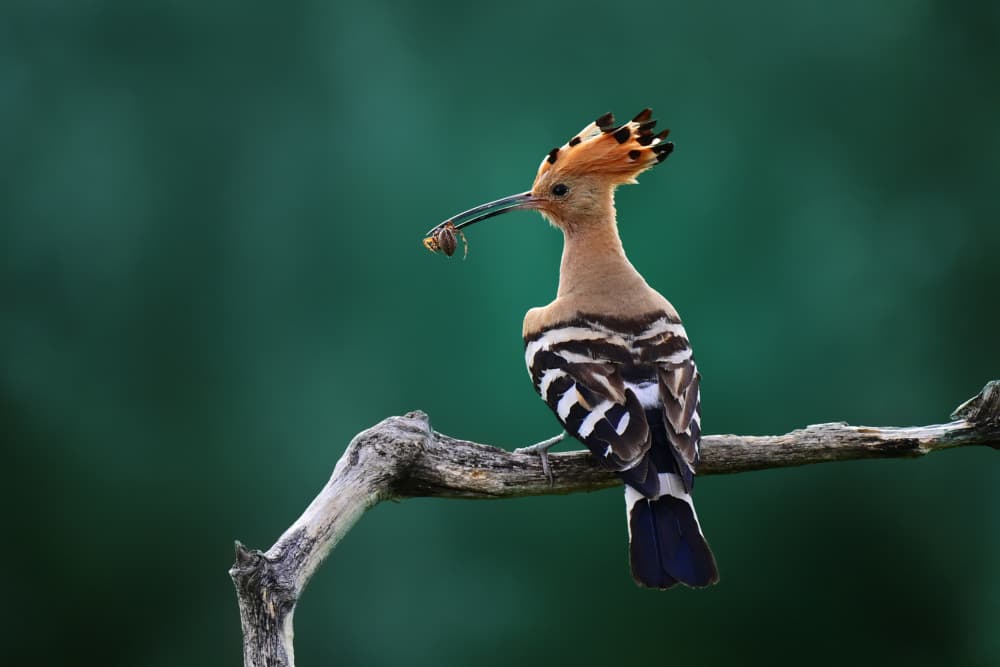 Hoopoe With Insect Catch by Rob Li — canvas wall art