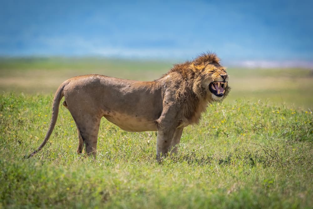 Wild Lion Roaring by Jeffrey C. Sink — canvas wall art