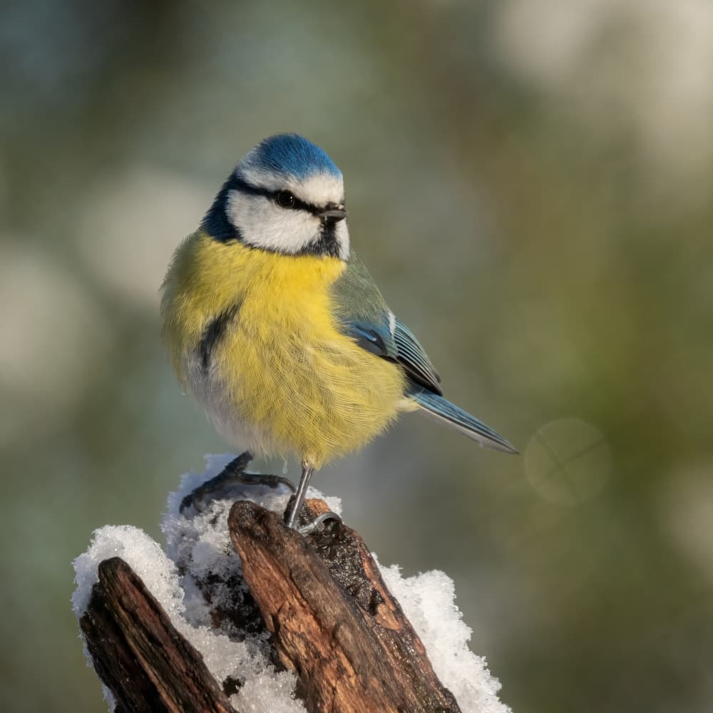 Blue Tit on Snowy Branch by Ytje Veenstra — canvas wall art