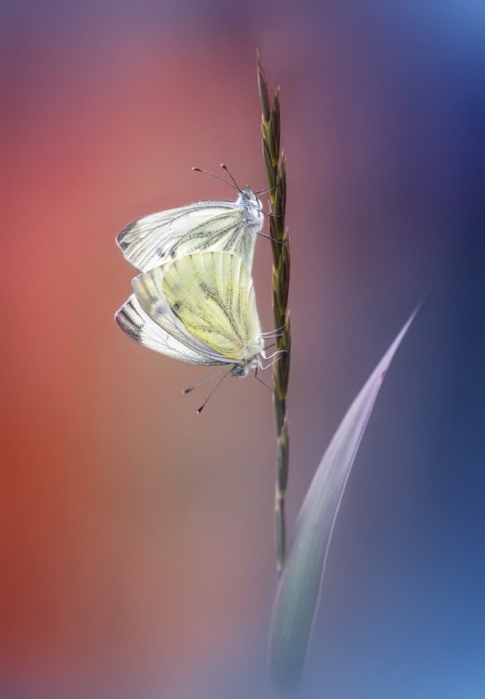 Gentle Butterfly Love by Fabrizio Daminelli — canvas wall art