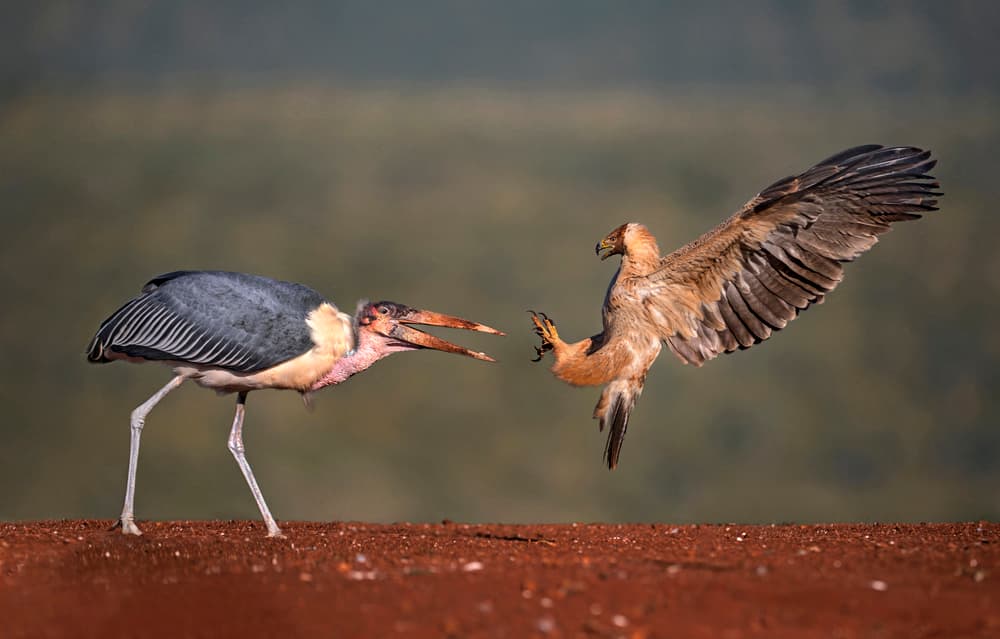 Stork Eagle Confrontation by Xavier Ortega — canvas wall art