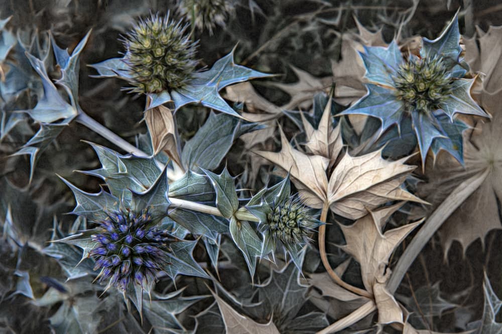 Dune Thistles by Gilbert Claes — canvas wall art