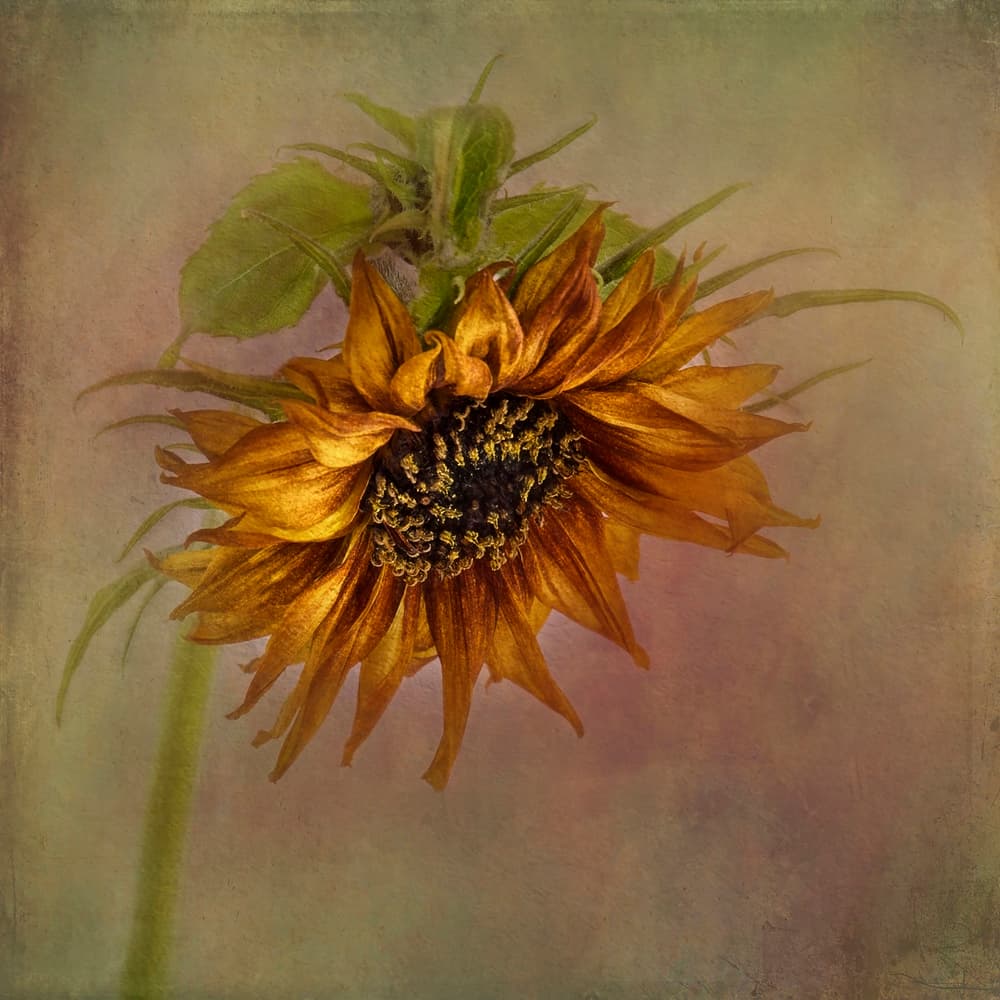 Golden Autumn Sunflower by Gaille Gray — canvas wall art