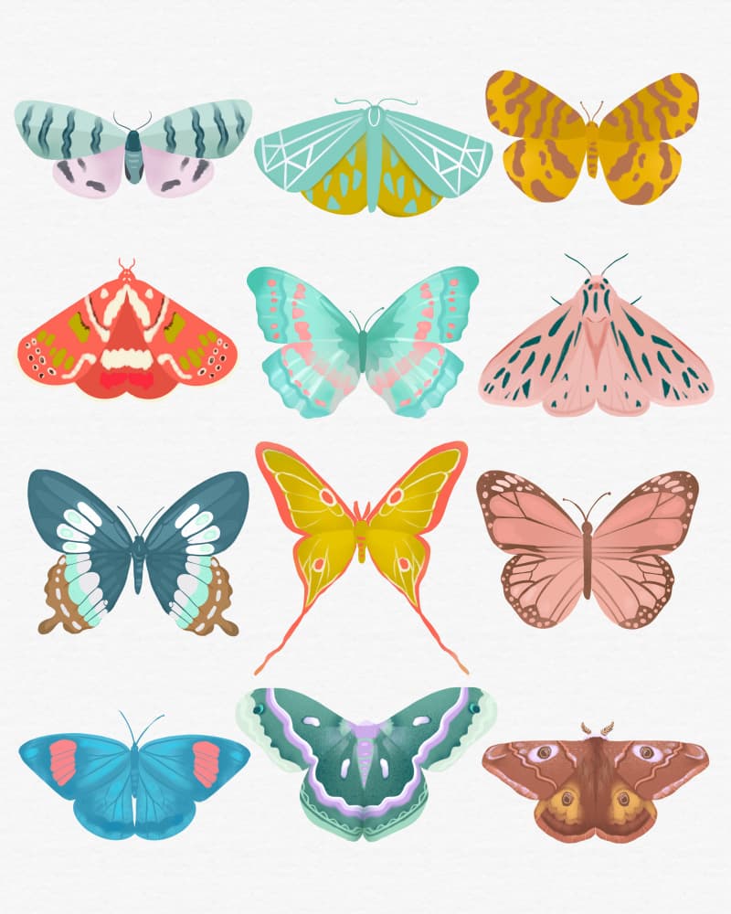 Butterfly by Petra Lizde — canvas wall art