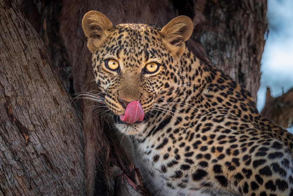 Wild Leopard Licking Lips by Jeffrey C. Sink — canvas wall art