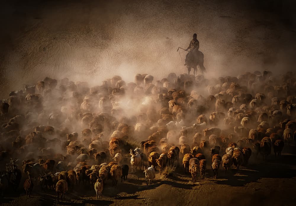 Shepherd's Dusty Herd by May G — canvas wall art