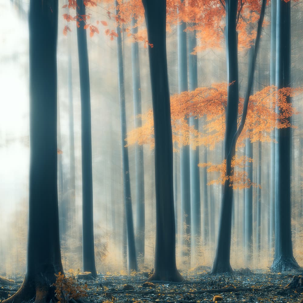Golden Forest Mist by Bingo Z — canvas wall art
