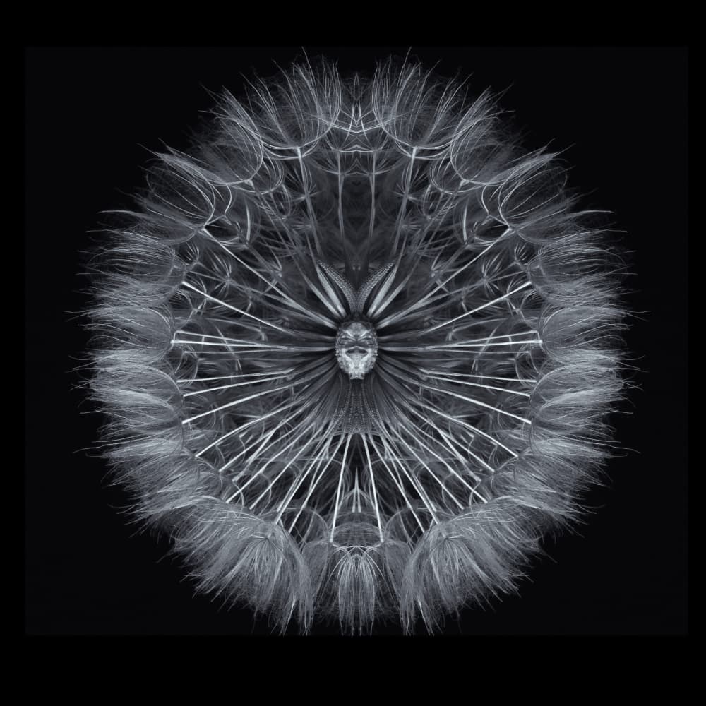 Delicate Dandelion Seed by Penny Myles — canvas wall art