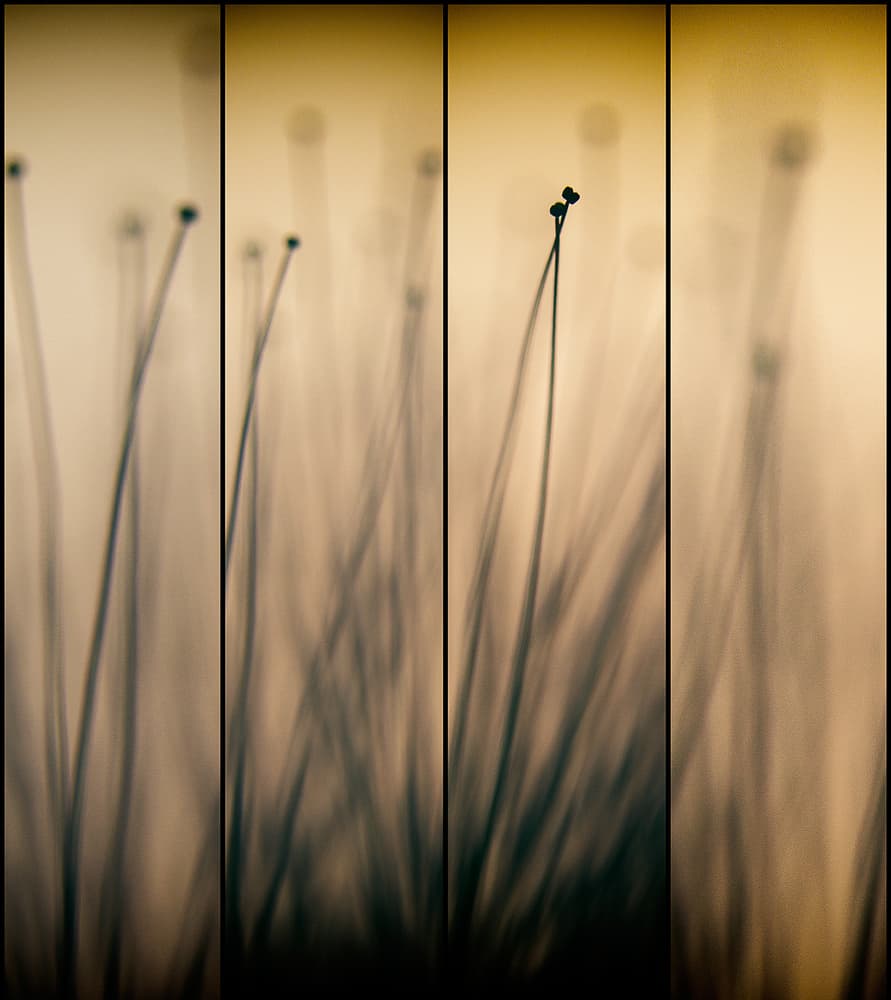Soft Golden Stems by swapnil deshpande — canvas wall art